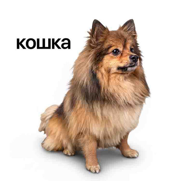 Lida - Кошка Lida - Кошка